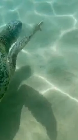 Turtle Beach