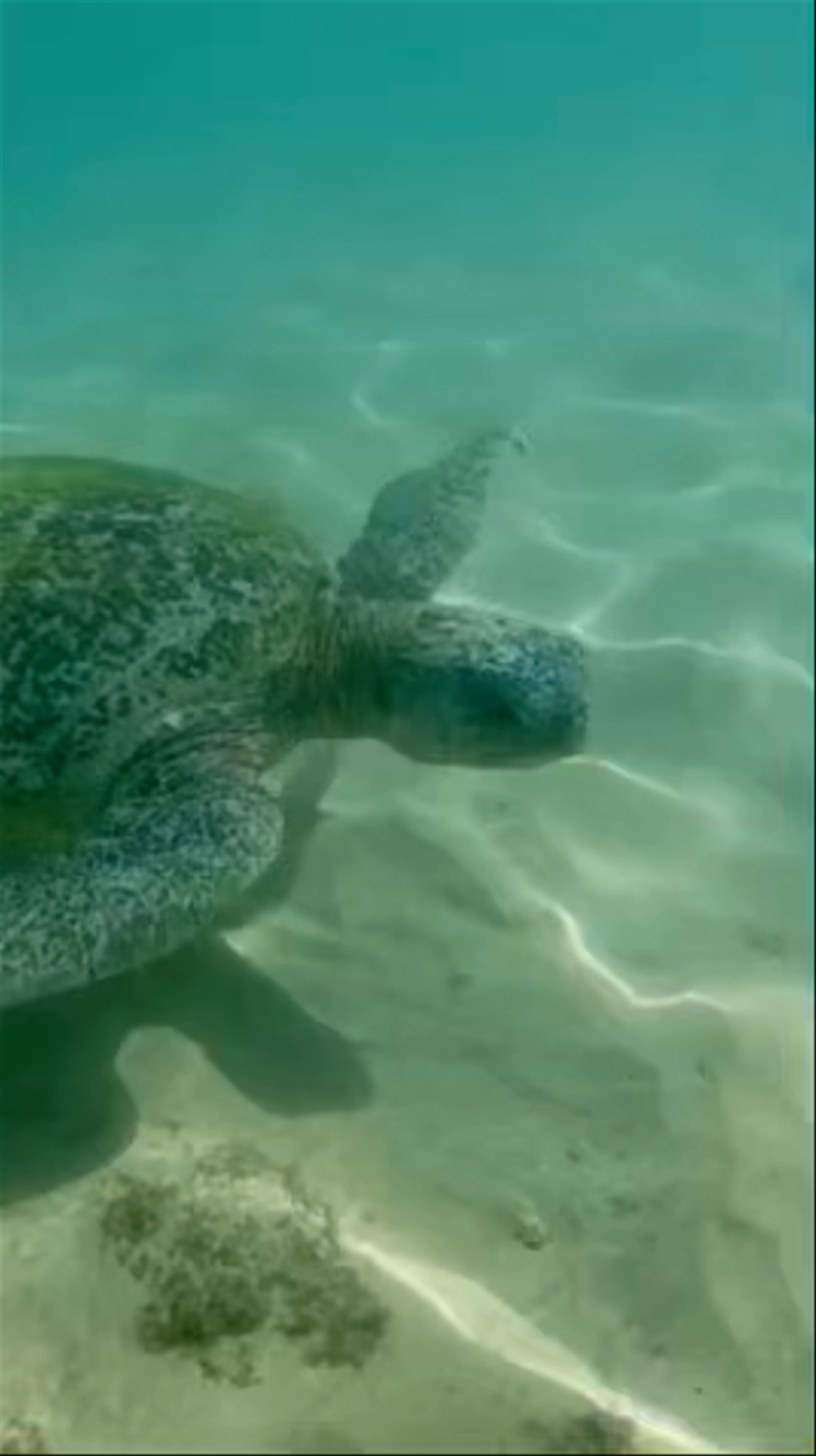 Turtle Beach, Unawatuna, Sri Lanka