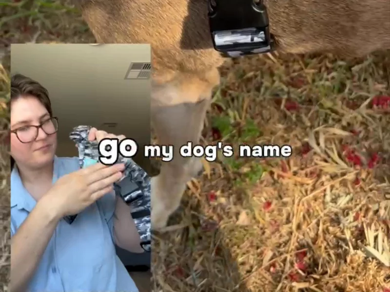 Calling all dog owners