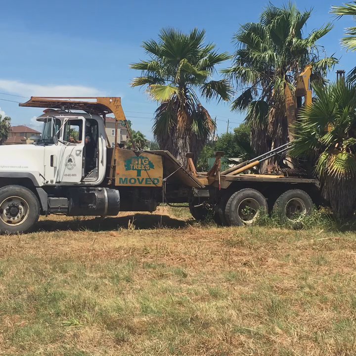 Wagner Tree Farm - Relocating Palm - Tree Services Near Me - Santa Fe, Texas