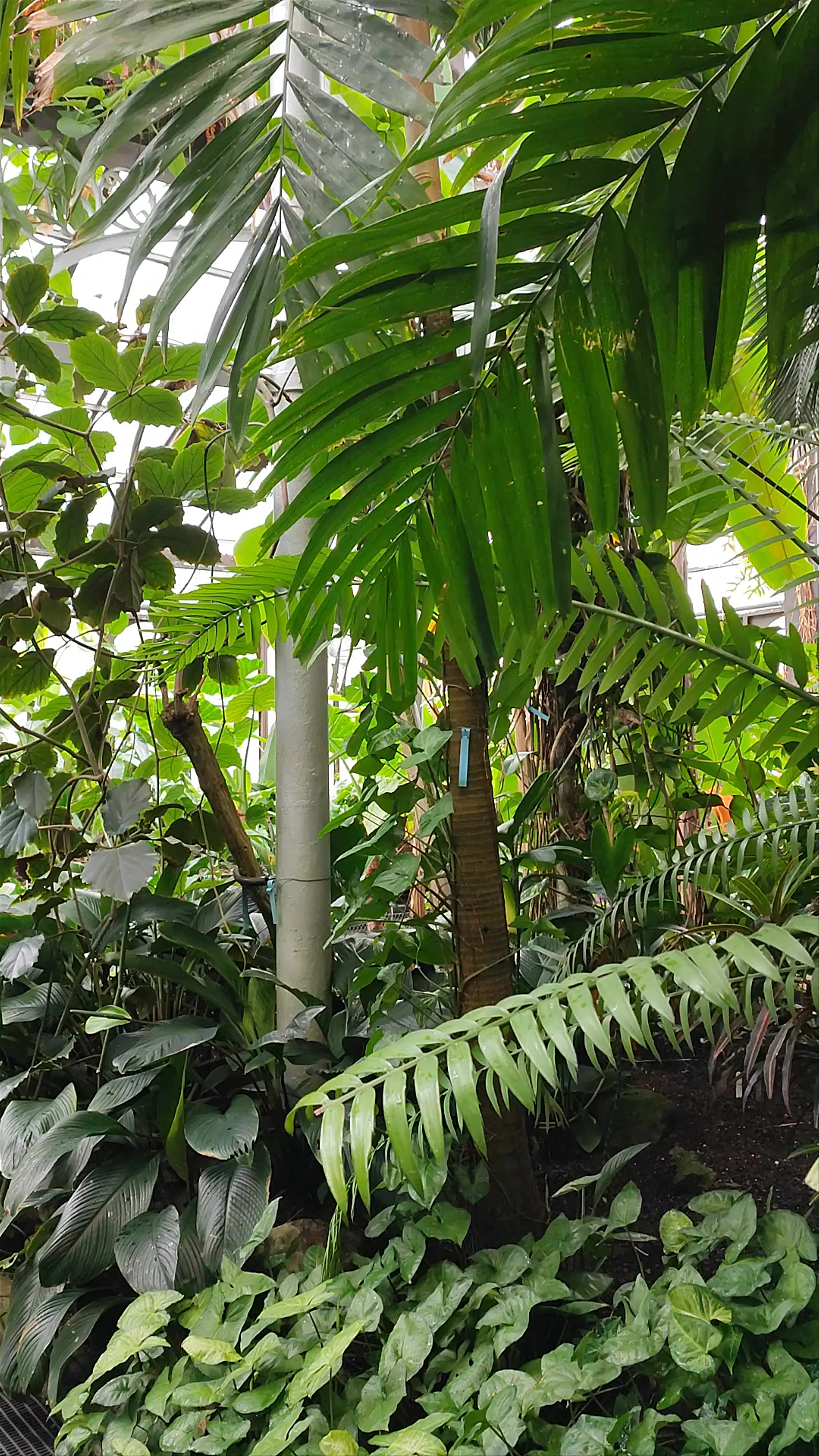 Lush Greenery at Glasgow's Botanic Gardens