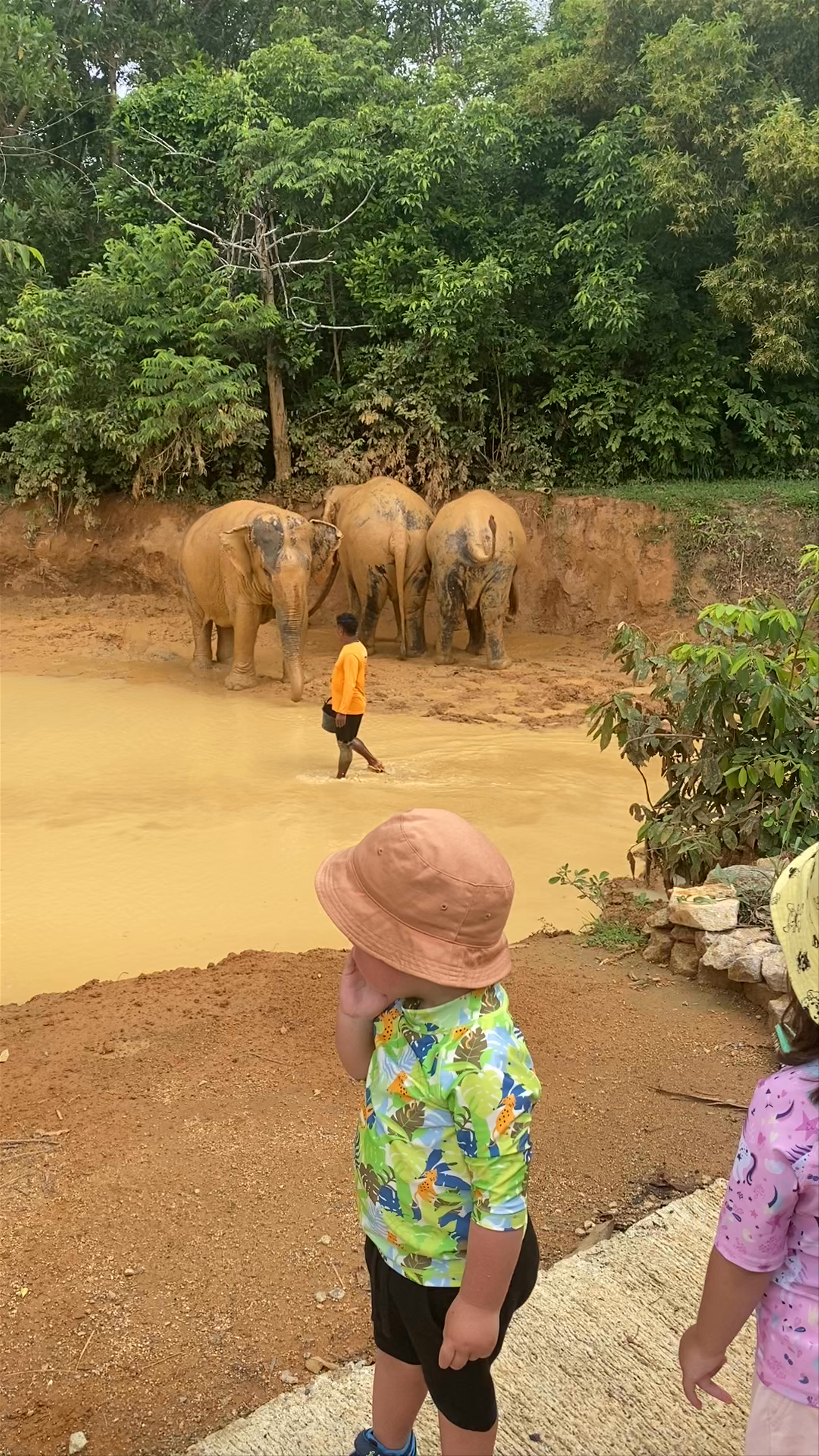 Phuket Elephant Sanctuary: Gentle Giants in Their Natural Haven