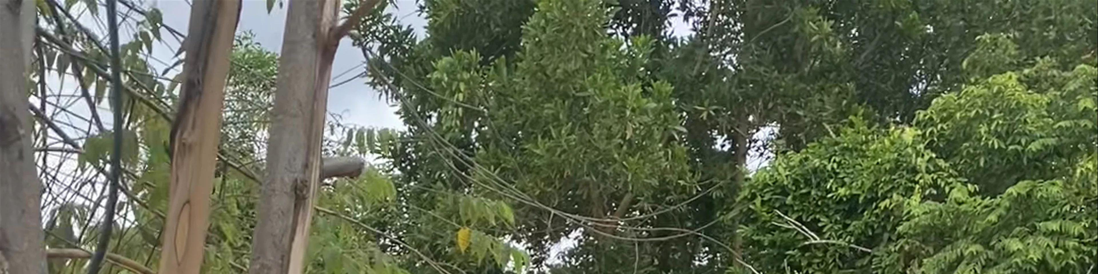 Phuket Elephant Sanctuary