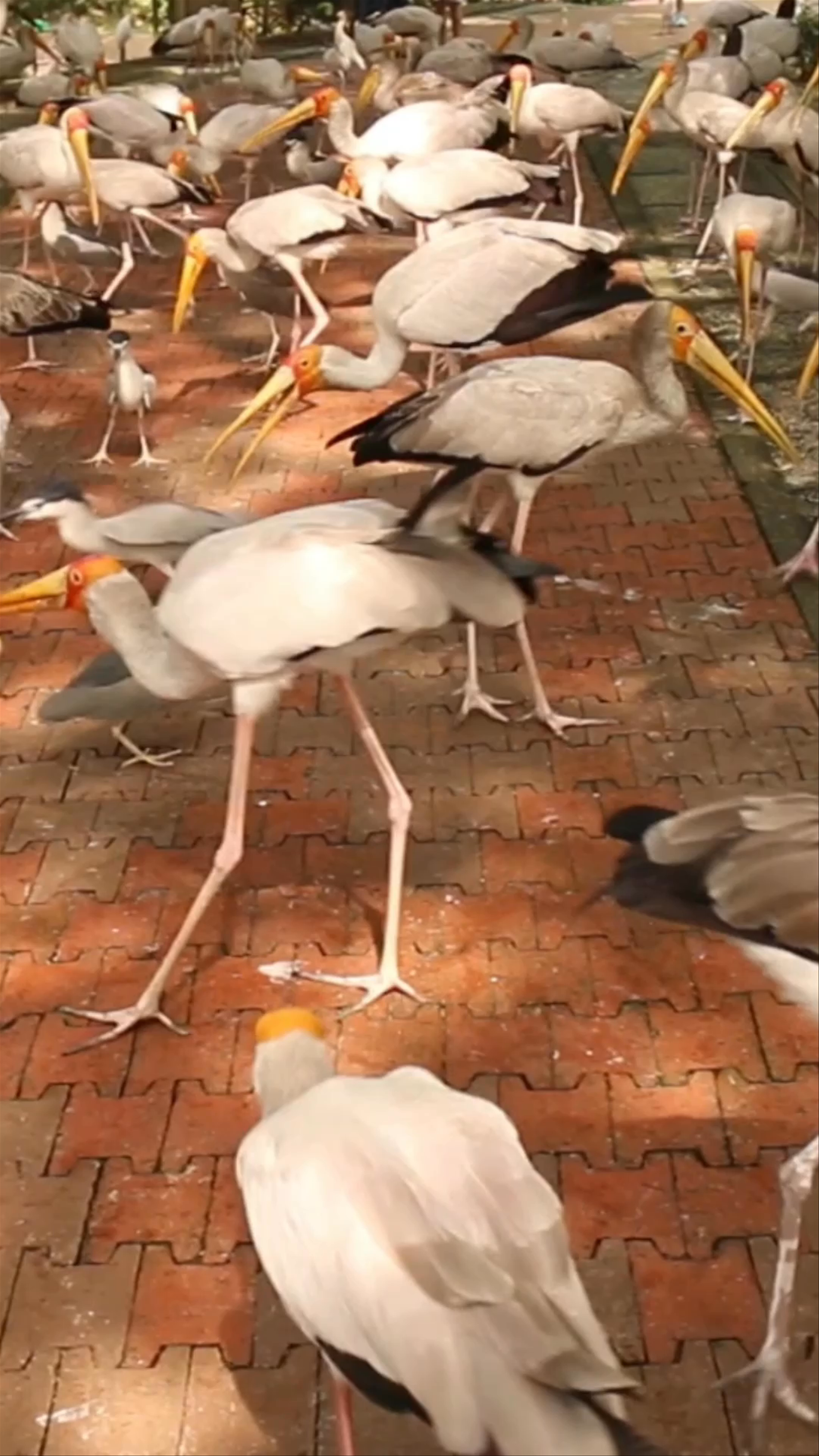Kuala Lumpur Bird Park: A Tranquil Oasis of Feathered Beauty