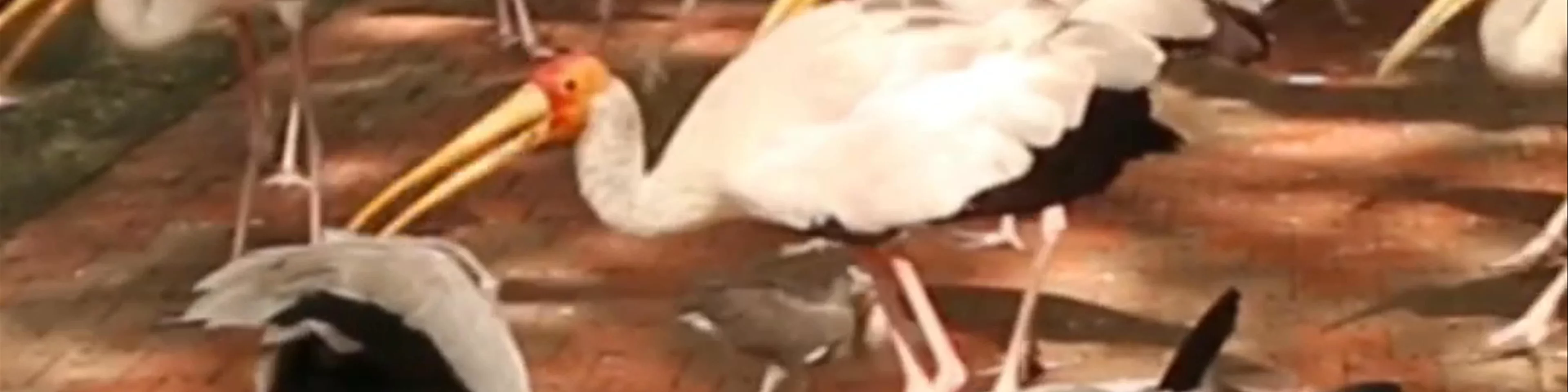 Stork Feeding at KL Bird Park 