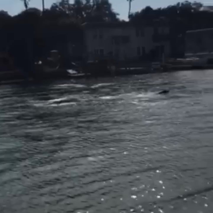 Majestic Manatee Tours - Dolphins on the tour! - Tours Near Me - Crystal River, Florida