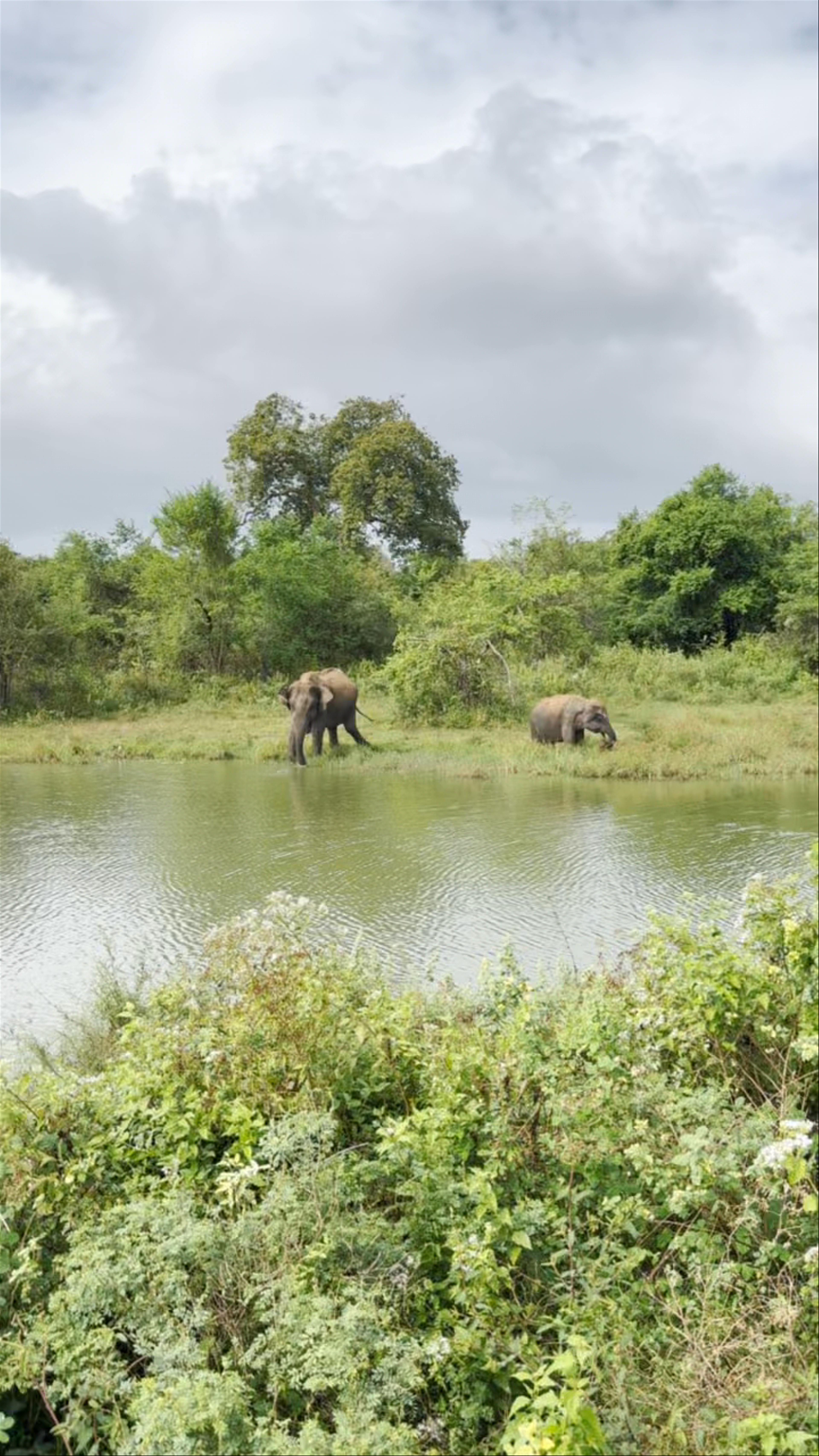 Udawalawe National Park