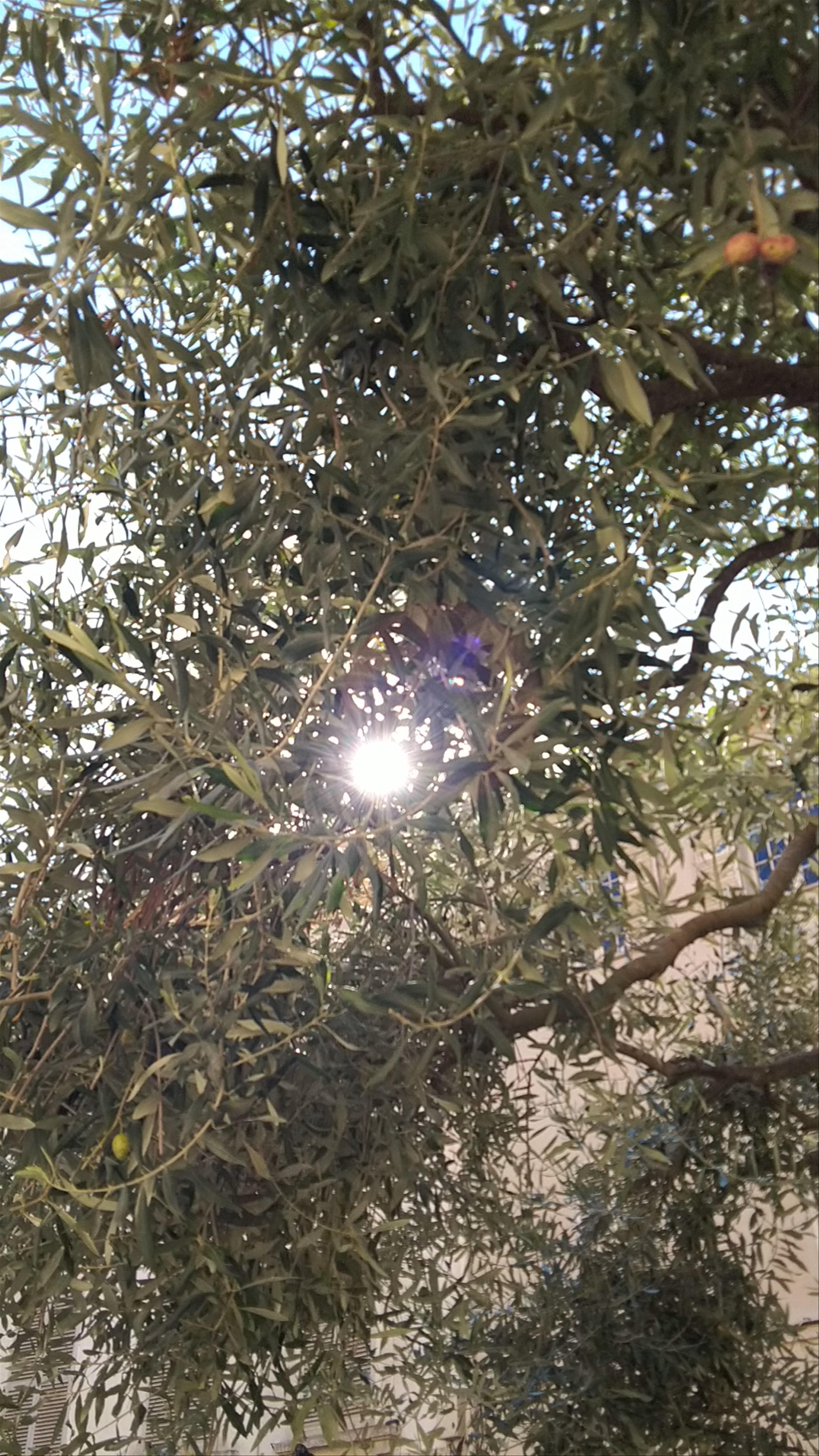 Sunlit Serenity at Ancien Evêché, Toulon