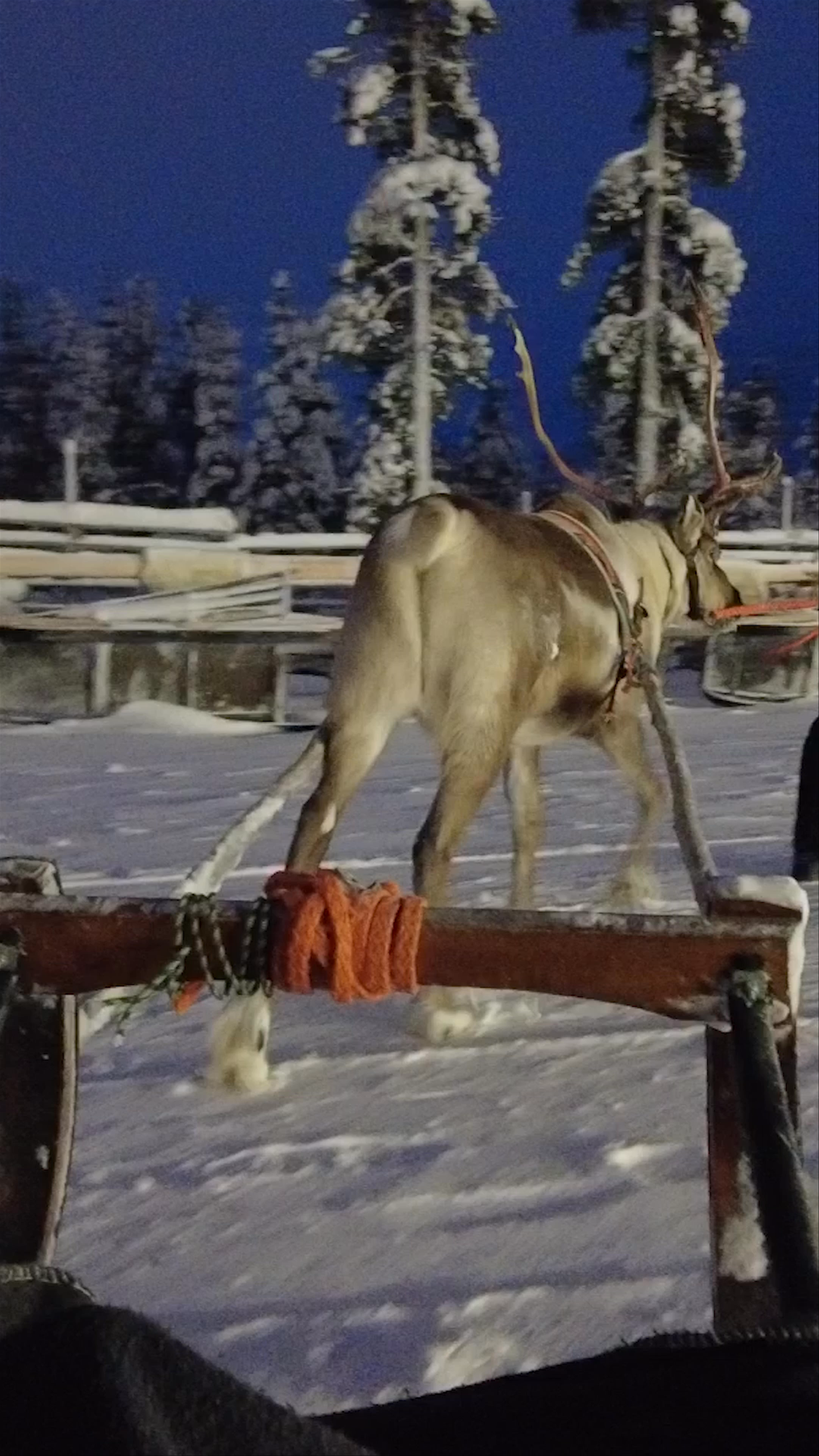 Purnumukka Reindeer Farm / Saariselkä Reindeer Farm