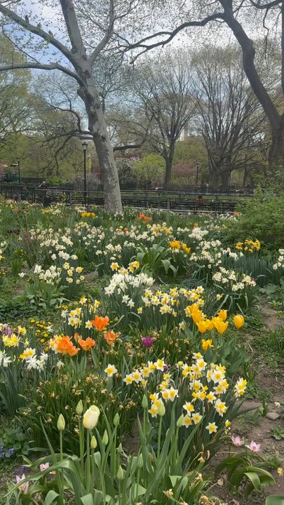 Tompkins Square Park - Spring blooms in the park - Parks Near Me - New York, New York