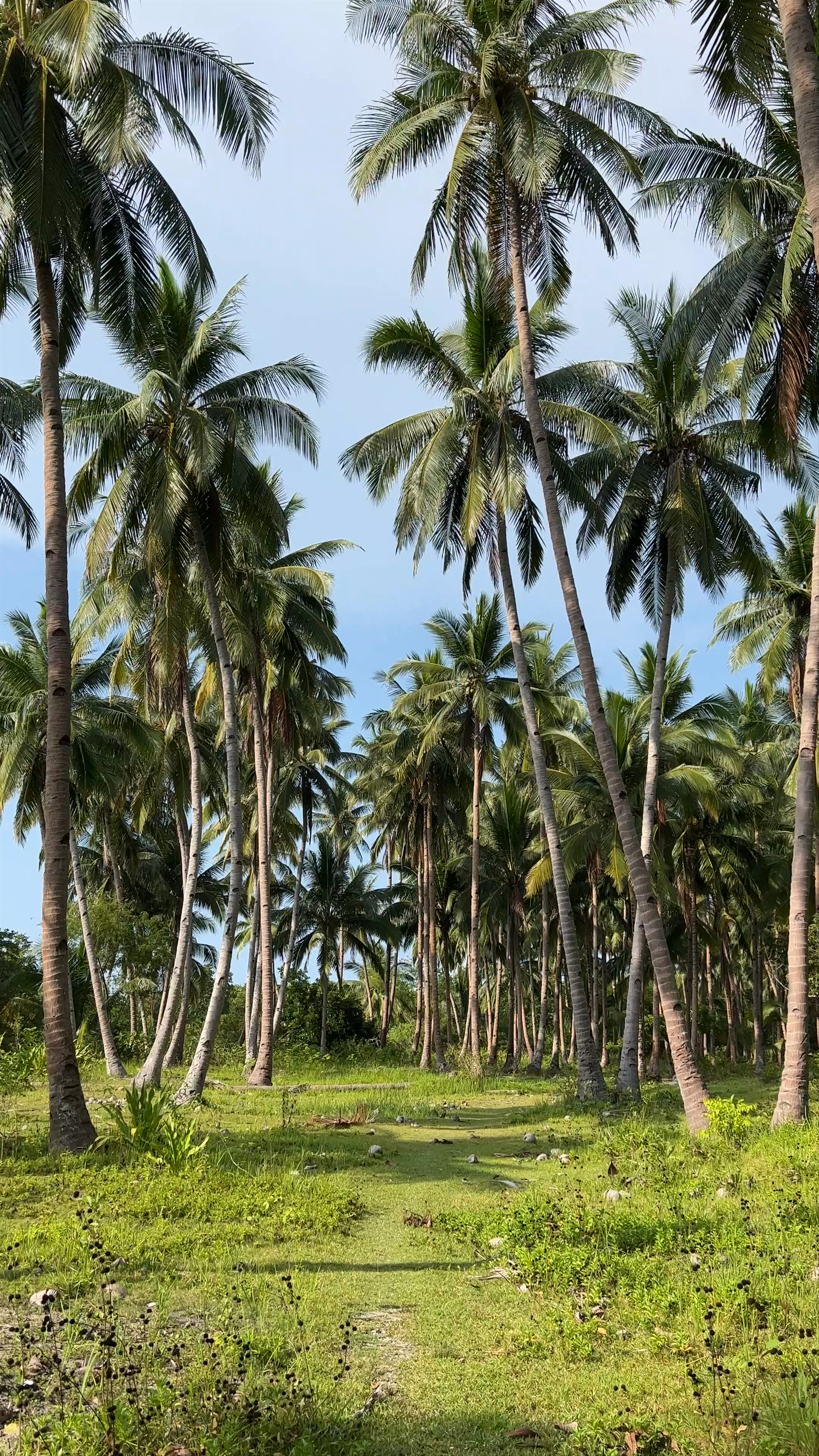 Eliott Beach Walkthrough: Tropical Palm Haven in San Vicente, Palawan