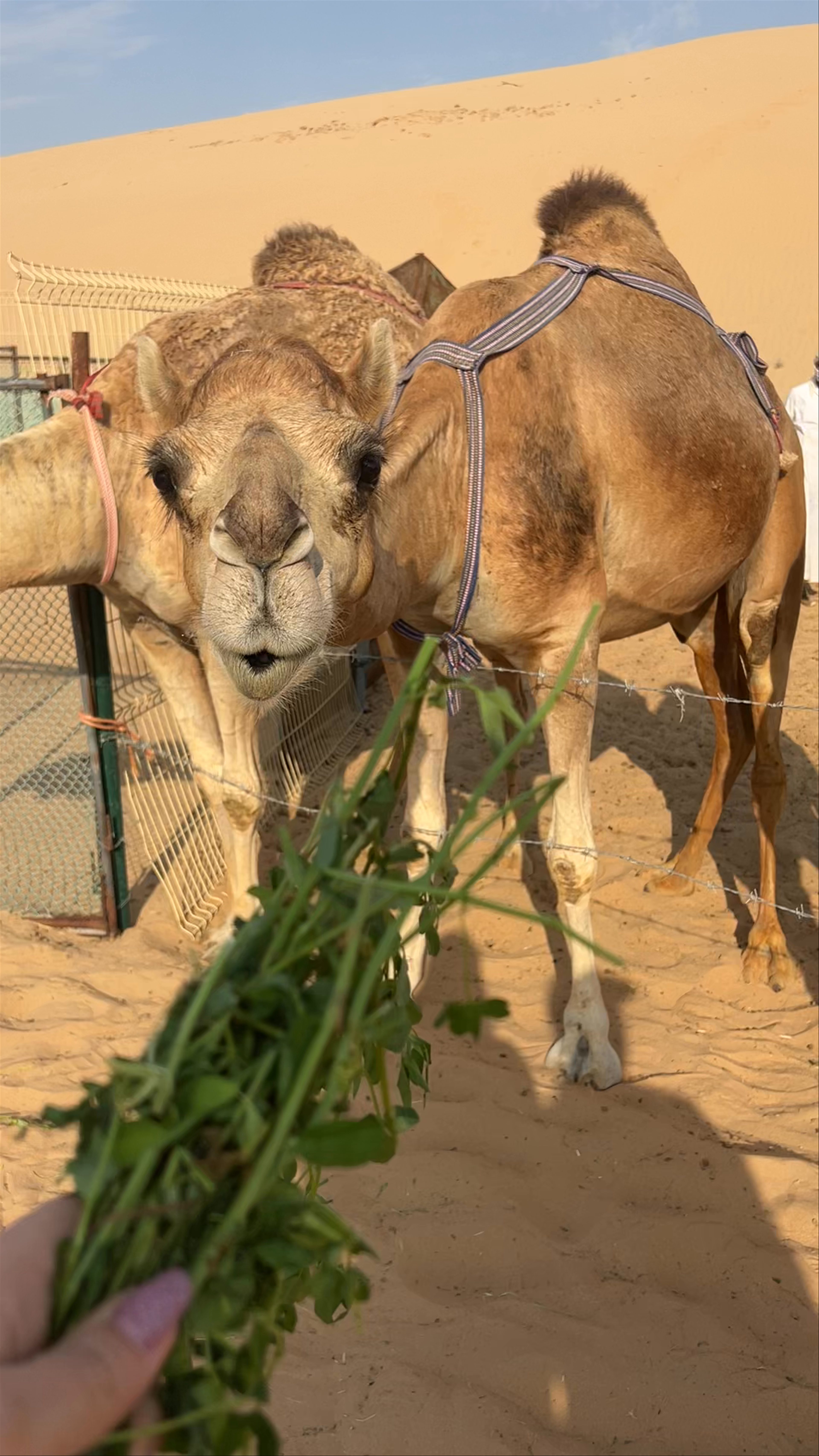 Dubai Desert Safari - Abu Dhabi - United Arab Emirates