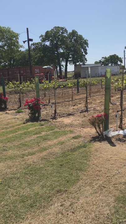 Delaney Vineyards - Vineyard - Wineries Near Me - Grapevine, Texas