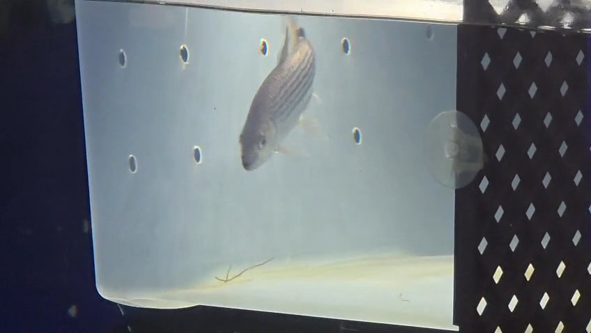 Tigerfish