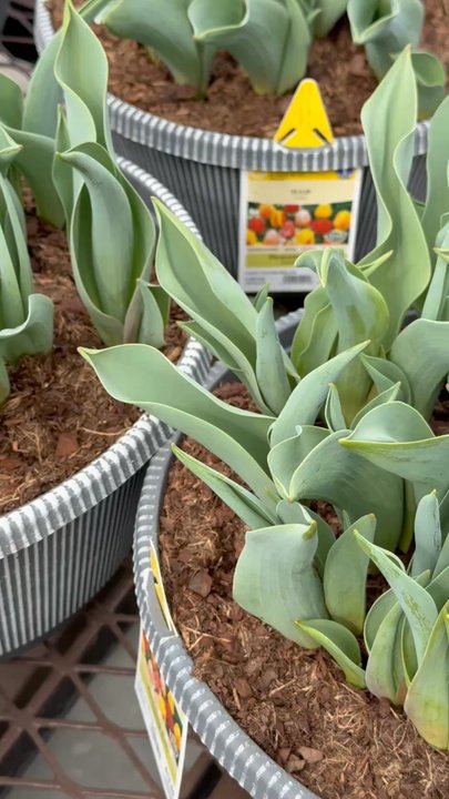 Lowe's Home Improvement - Tulips coming soon - Hardware Stores Near Me - Pooler, Georgia