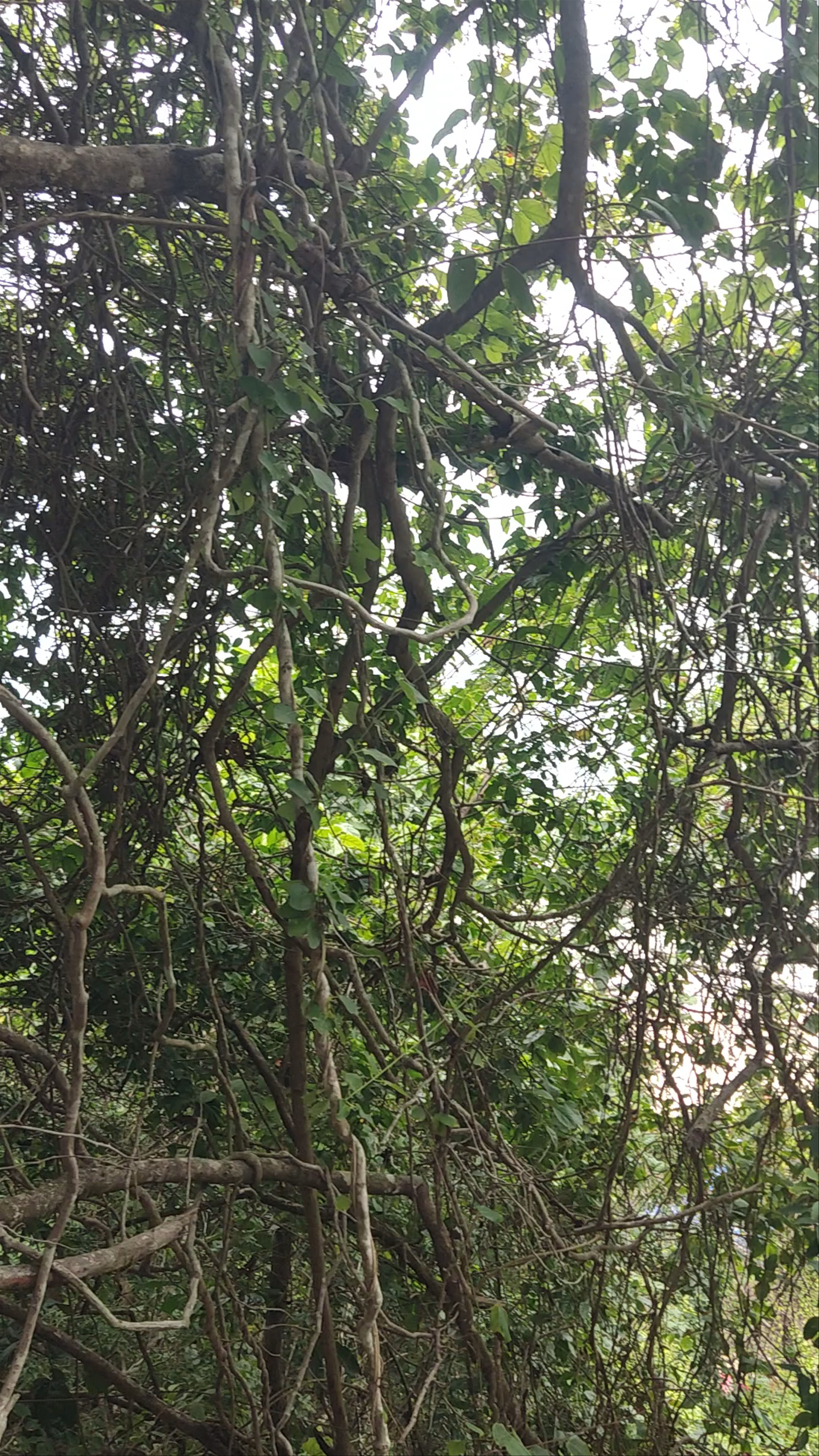 Praia do Madeiro - RN-003