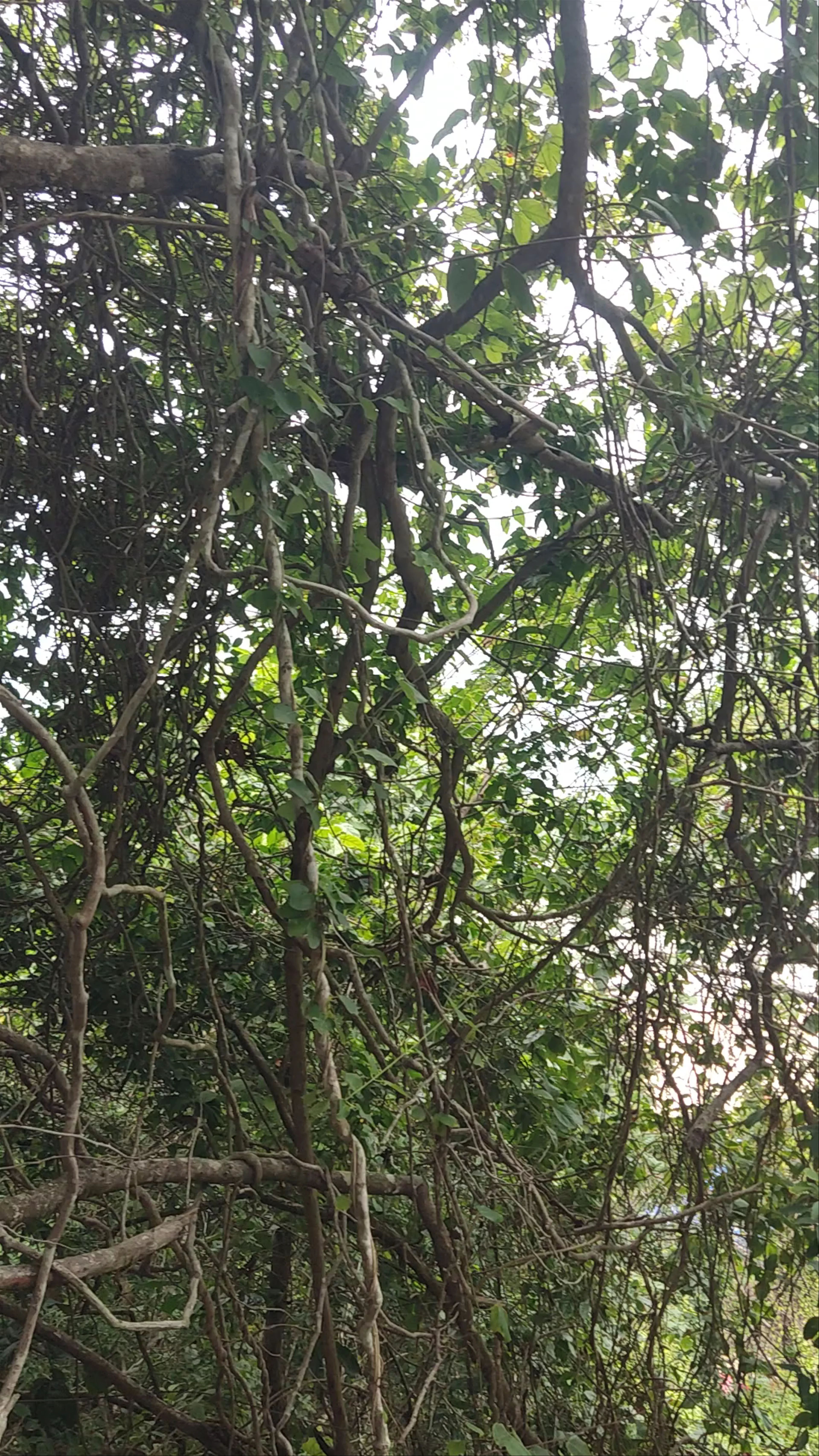 Praia do Madeiro