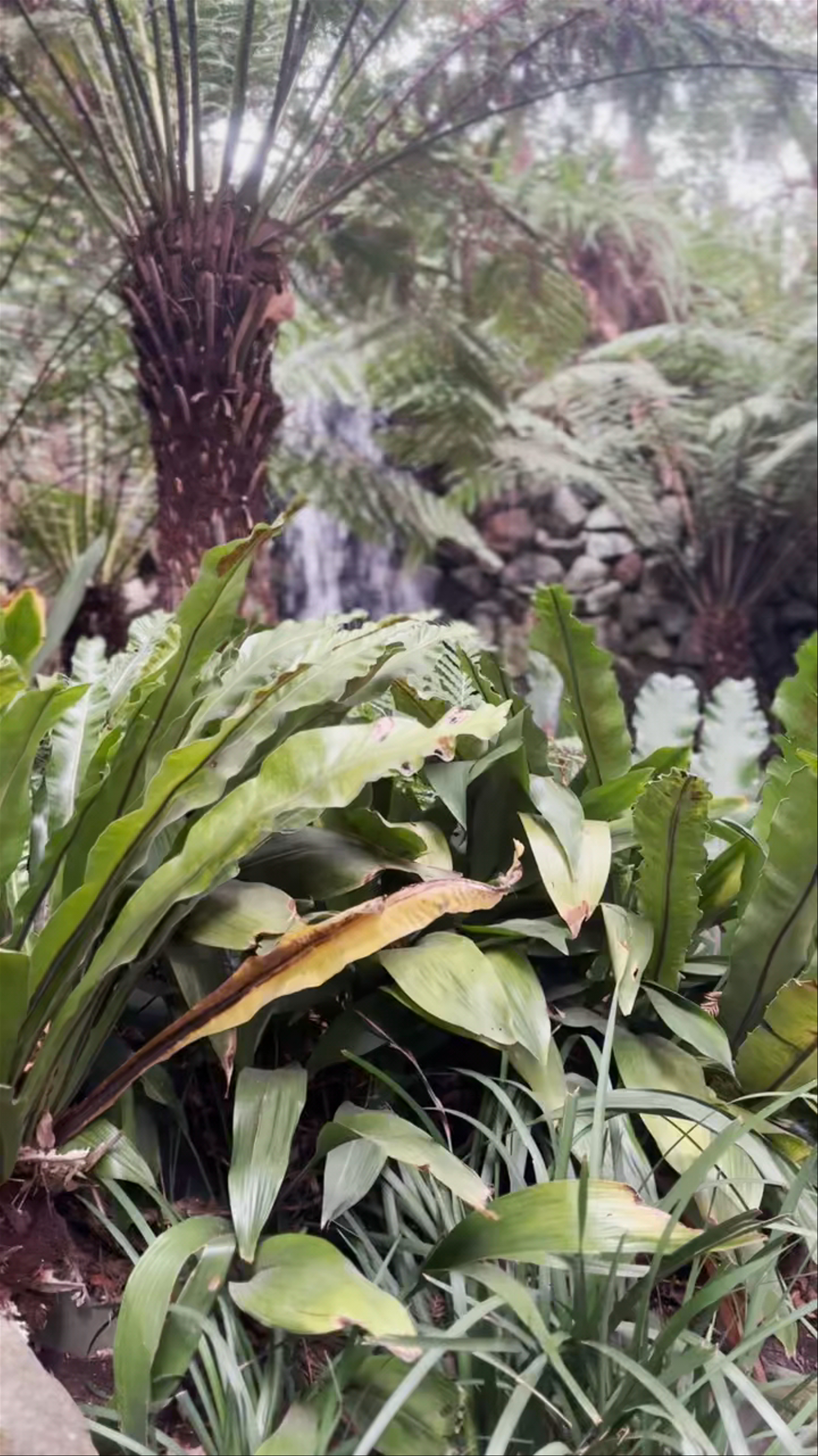 Royal Botanic Gardens Victoria - Melbourne Gardens