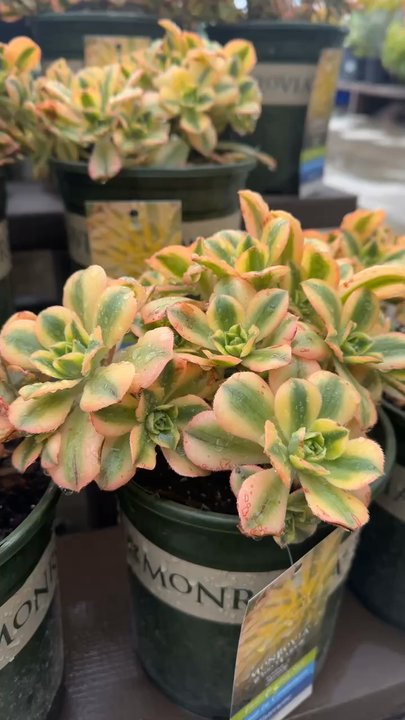Armstrong Garden Centers - Nurseries & Gardening Near Me - Tustin, California