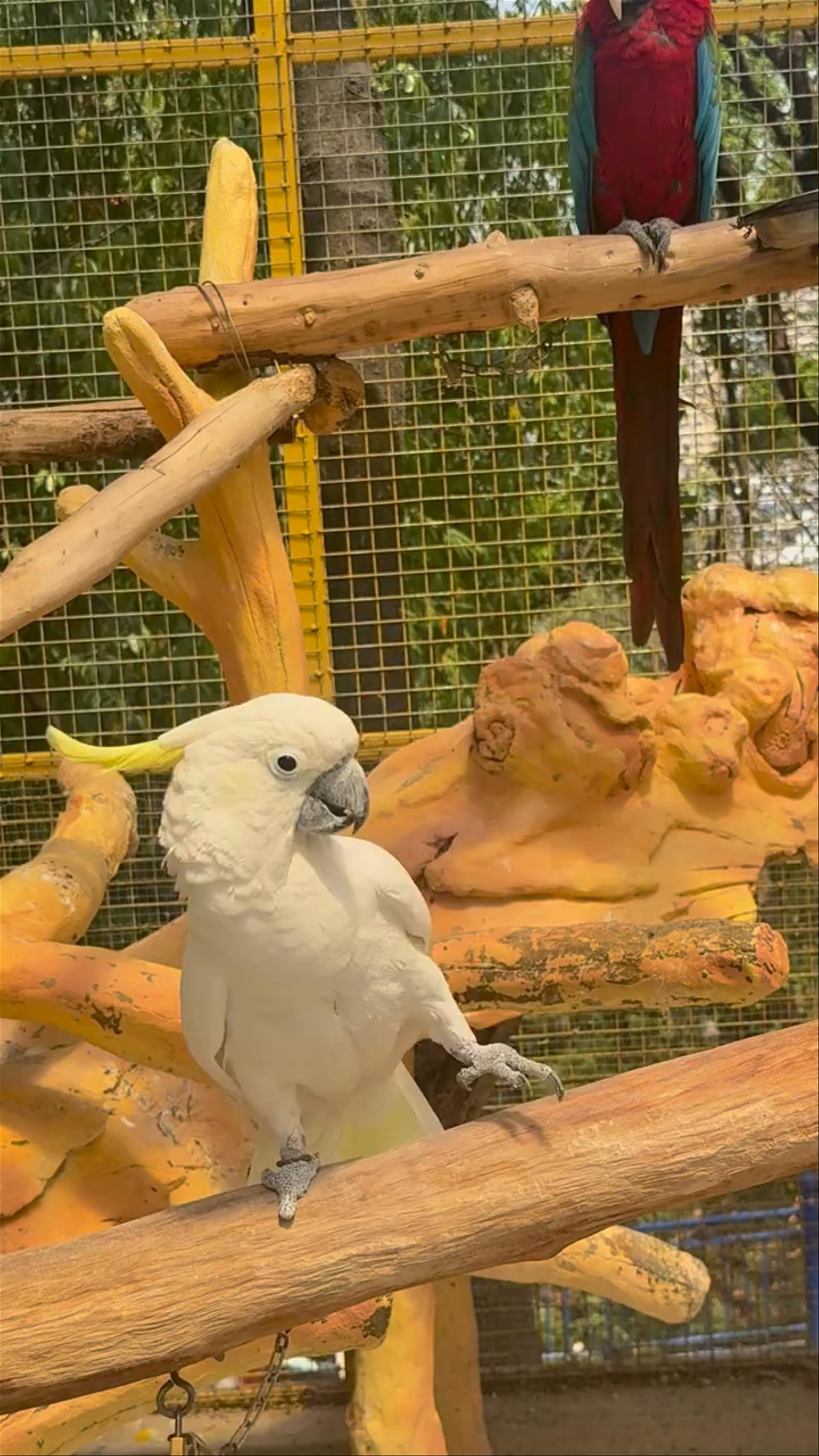 Vibrant Parrots at Yunnan Wildlife Zoo in Kunming