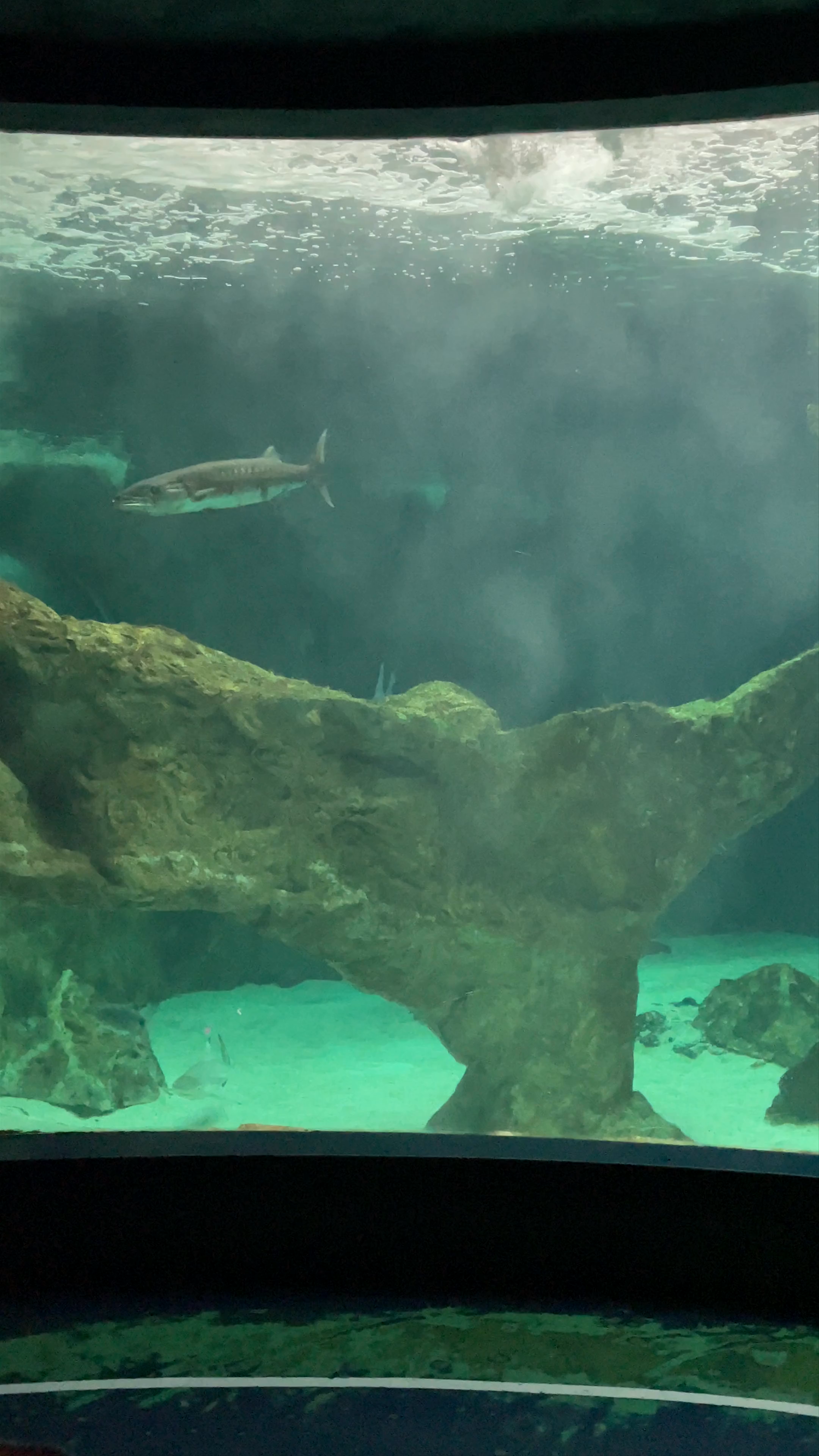 Underwater Wonders at Zoo Aquarium de Madrid