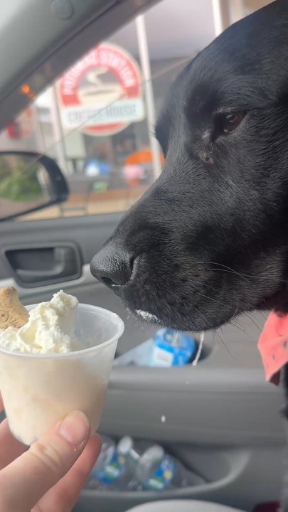 Potomac Station Coffeehouse - Finn loving his Pup Cup - Coffee & Tea Near Me - Pittsburgh, Pennsylvania