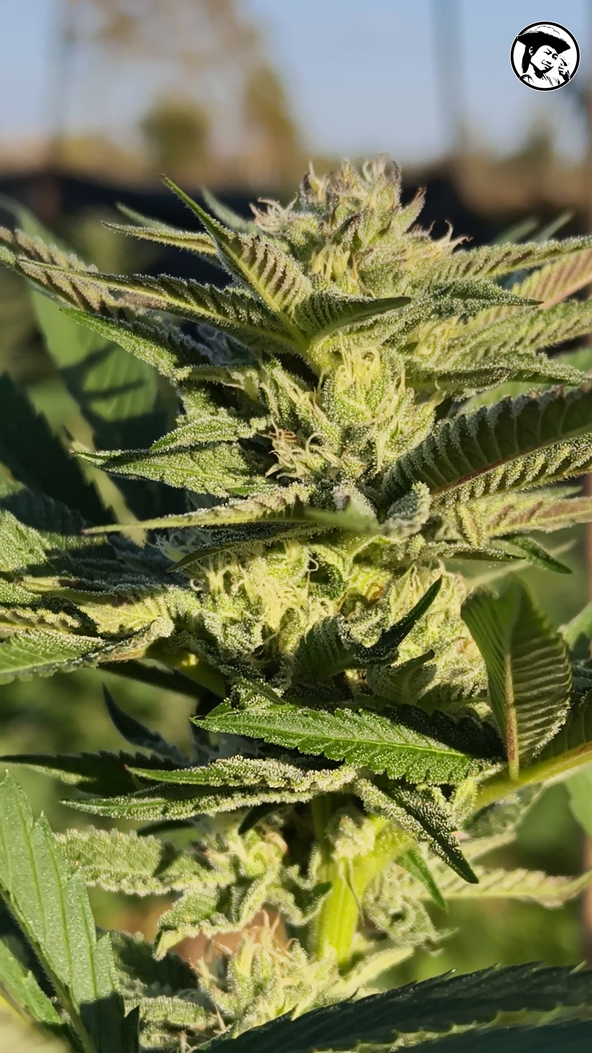 A cannabis flower sprayed with Abamectin