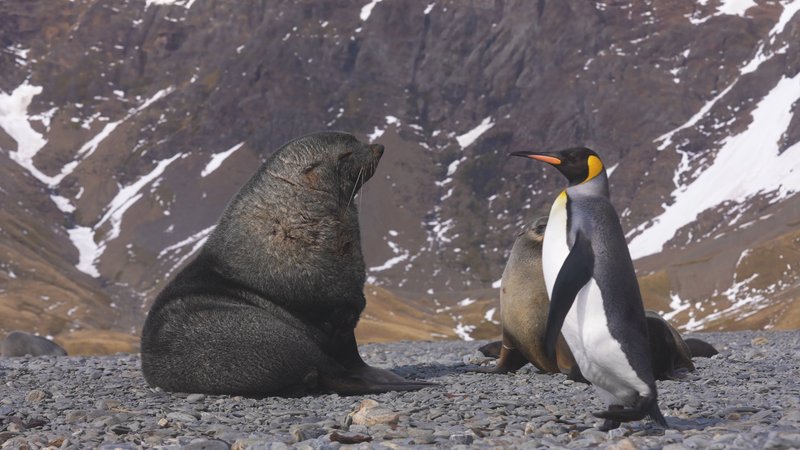 Penguins and Seals poster