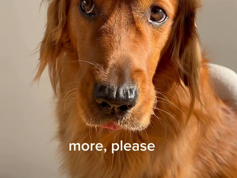 Pet snack unboxing and taste test