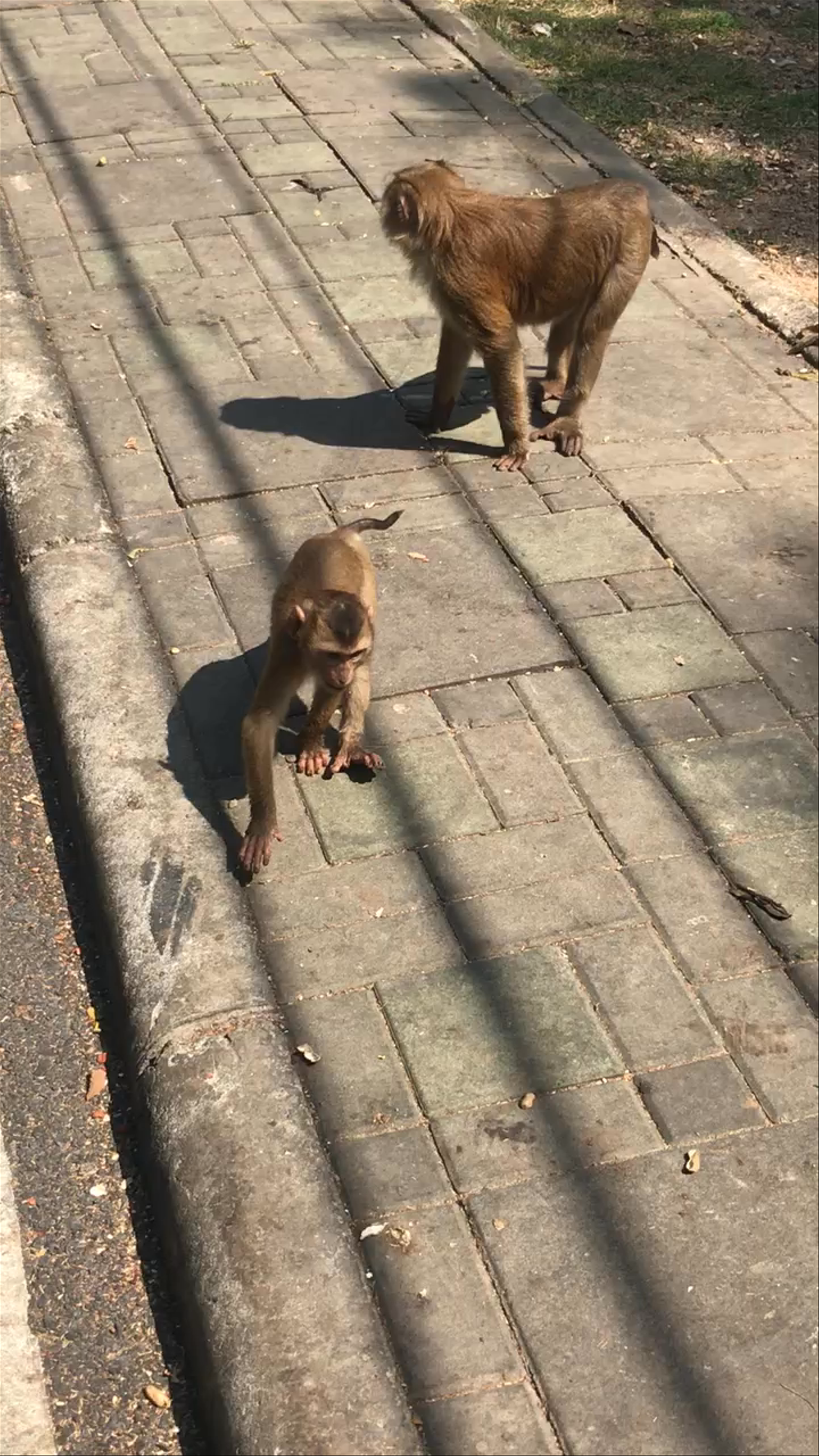 Playful Monkeys at Monkey Hill Viewpoint in Phuket