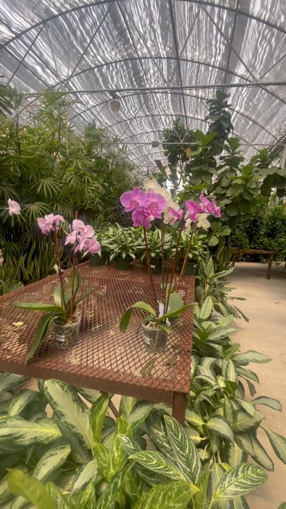 Plantkeeper - Plants - Nurseries & Gardening Near Me - Dallas, Texas