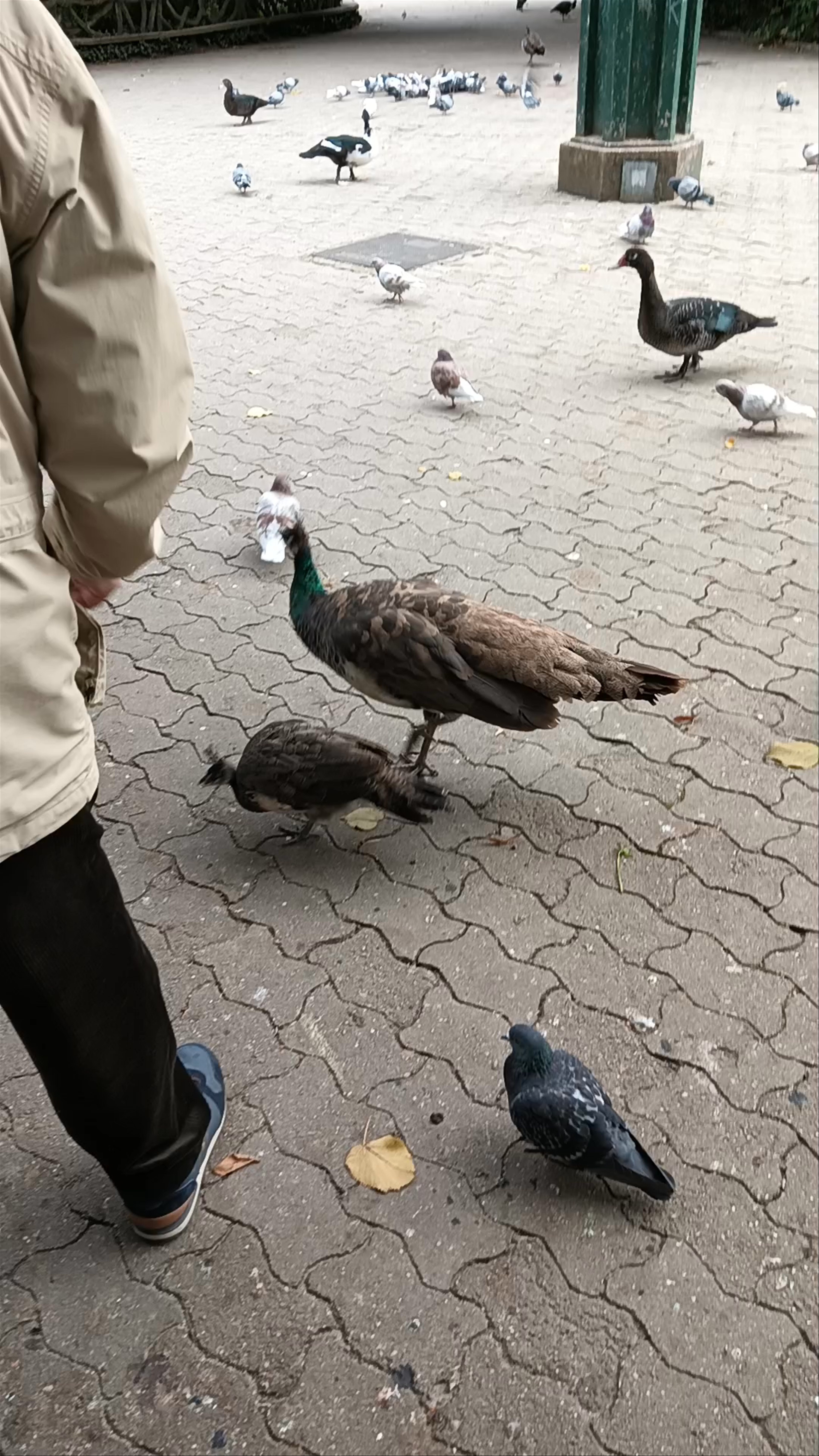 Wildlife Encounter at Campo Grande in Valladolid, Spain