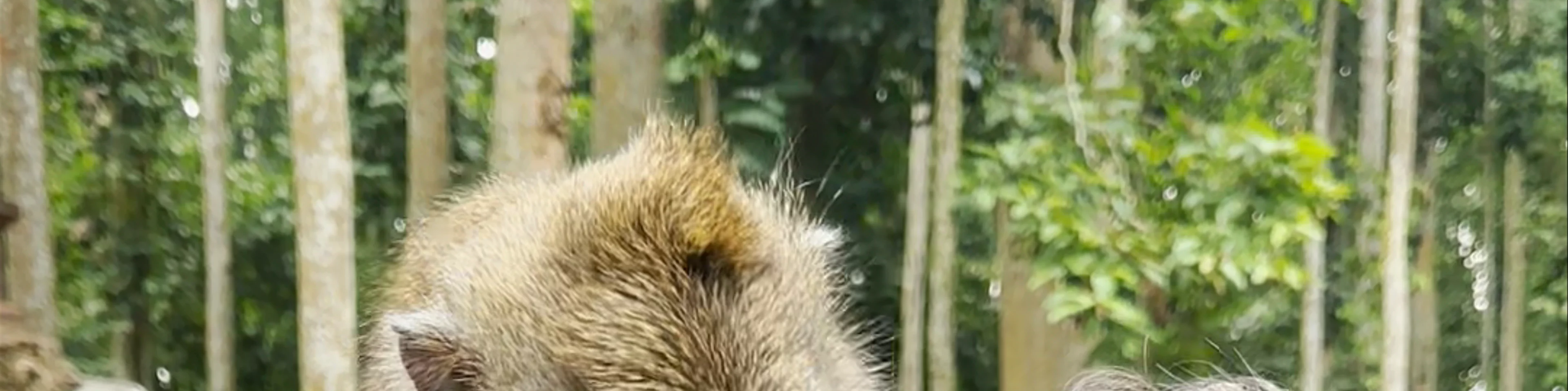 Sangeh Monkey Forest