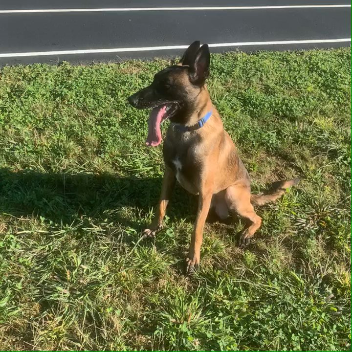 Whiskey K9 - Sit and stay - Pet Training Near Me - Ansonia , Connecticut