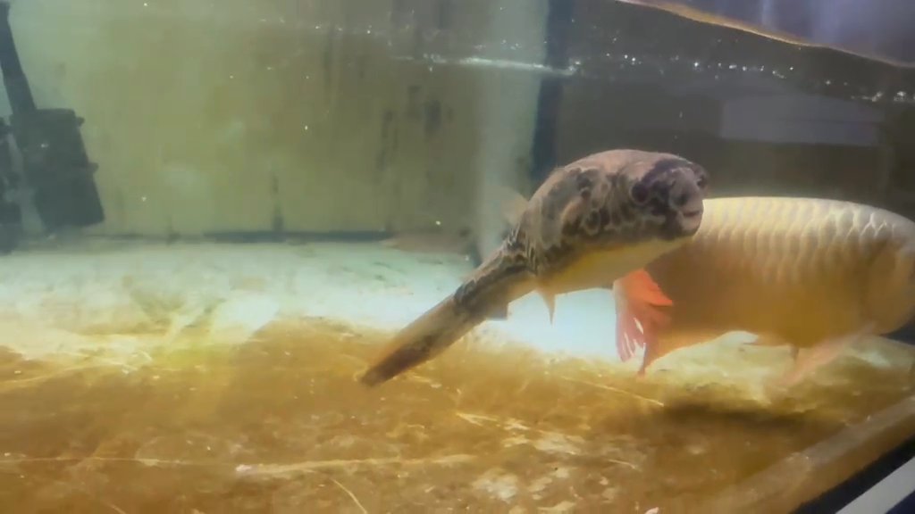 Mbu puffer