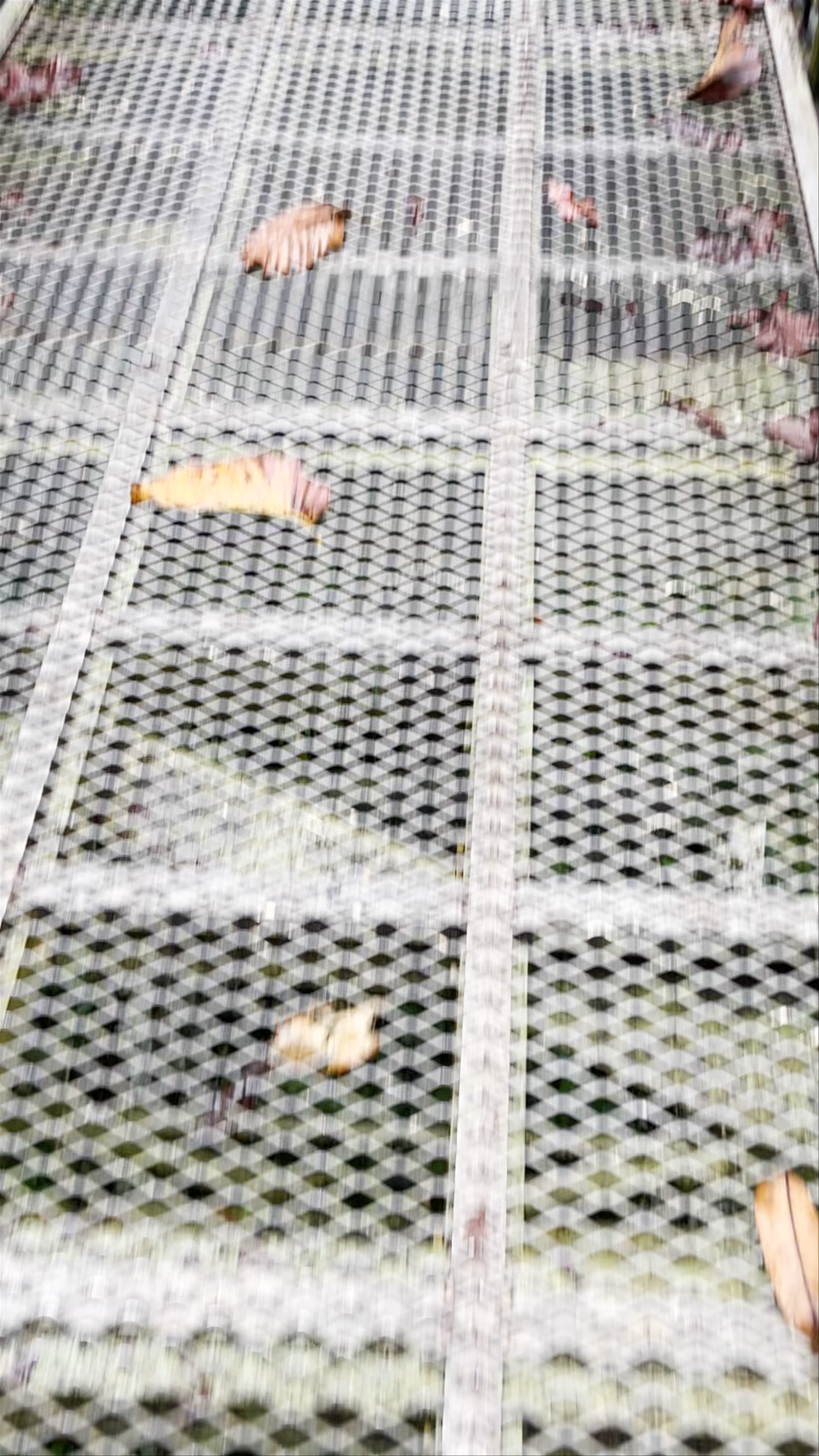 Sepilok Orang Utan Sanctuary Walkthrough in Sabah, Malaysia