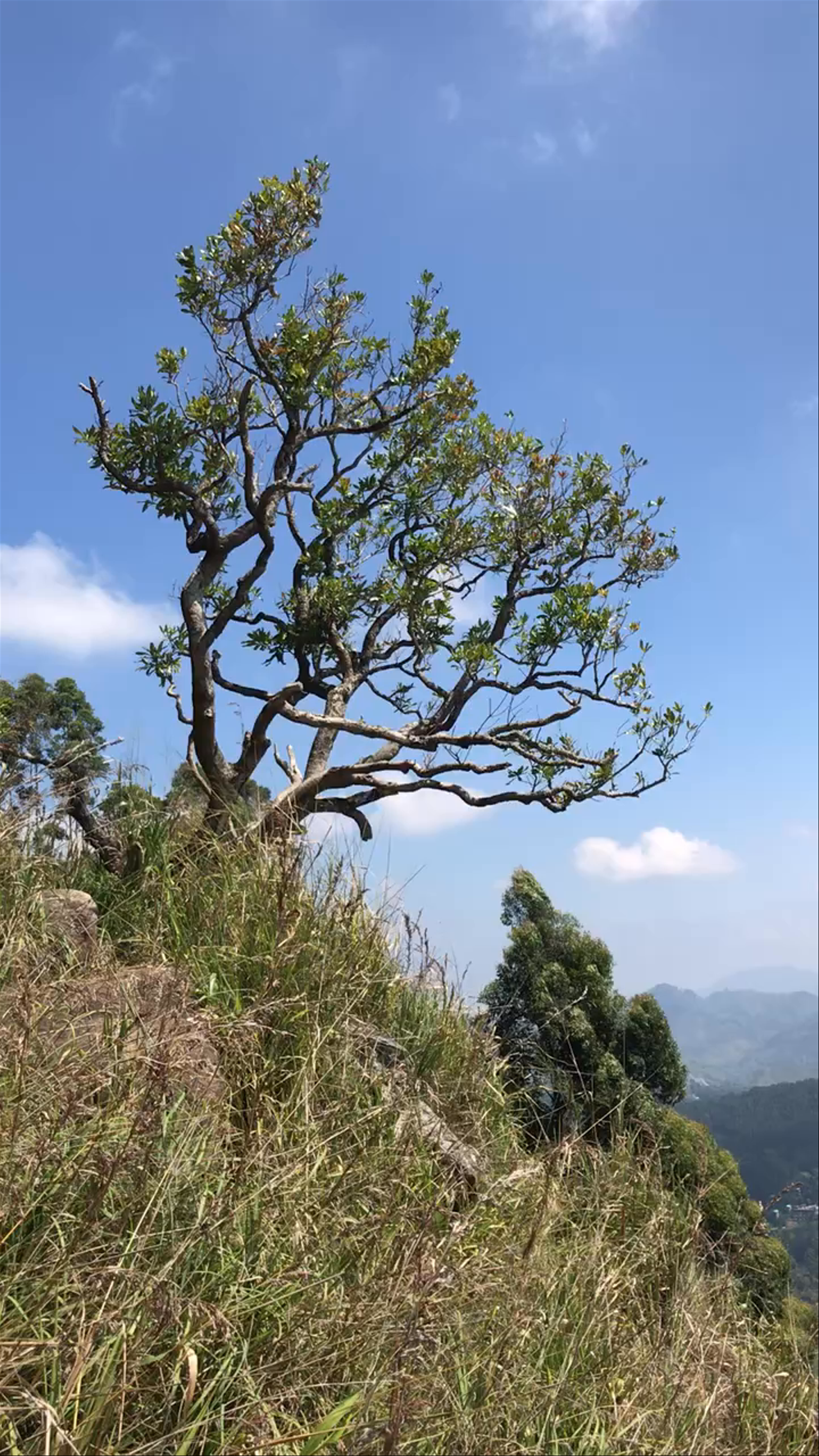Ella Rock View Point