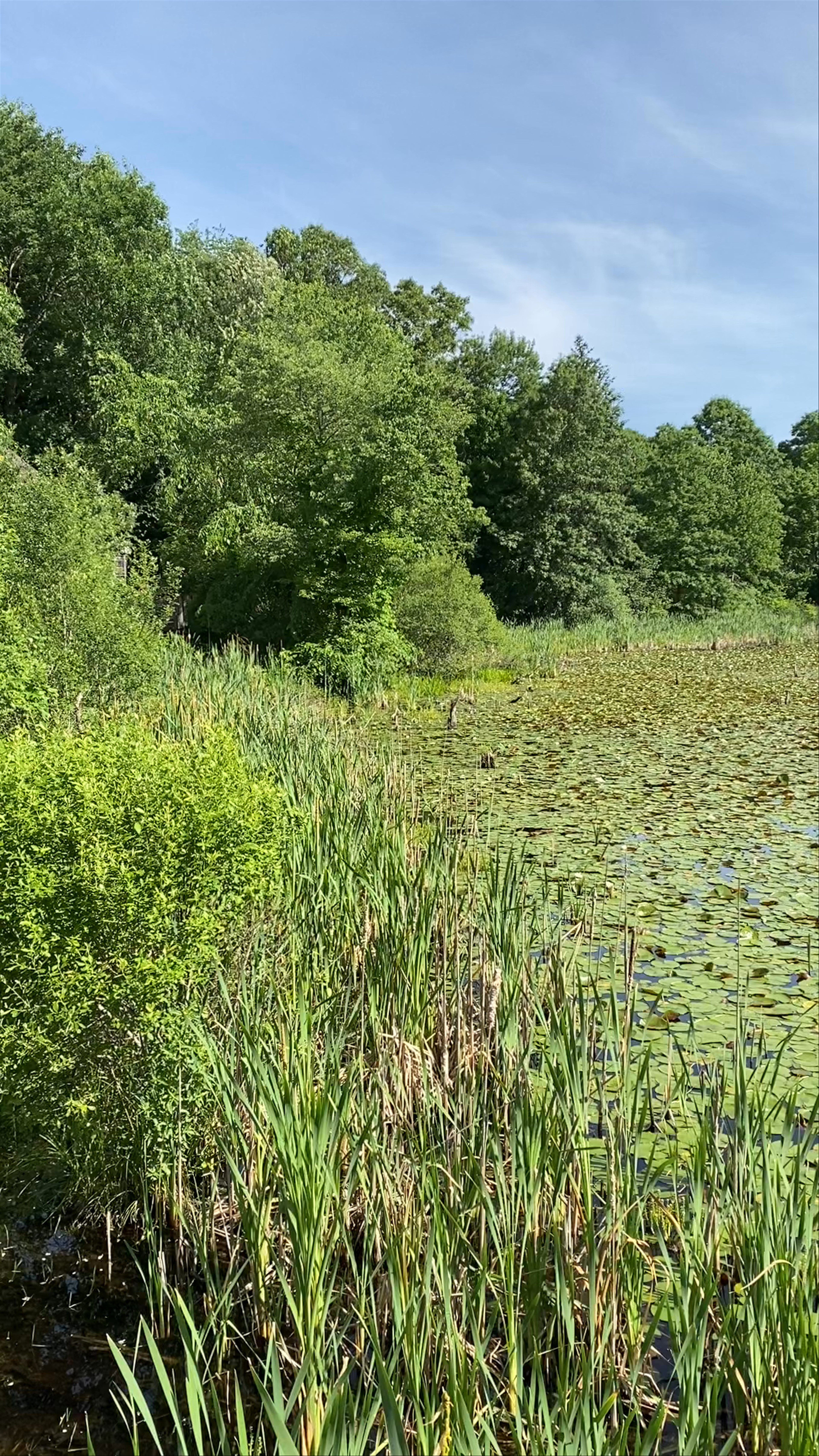 Lily Pad Pond