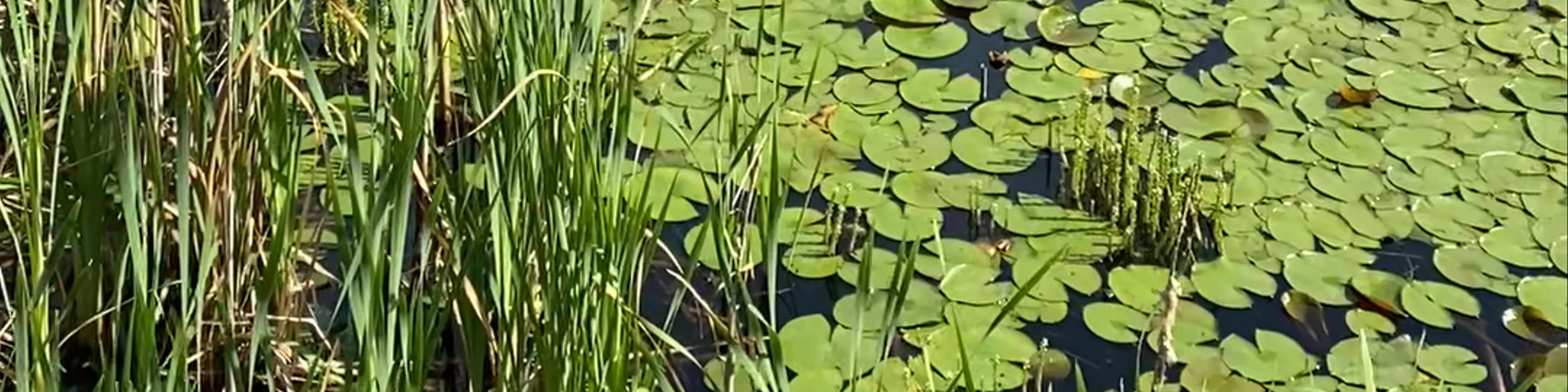 Lily Pad Pond