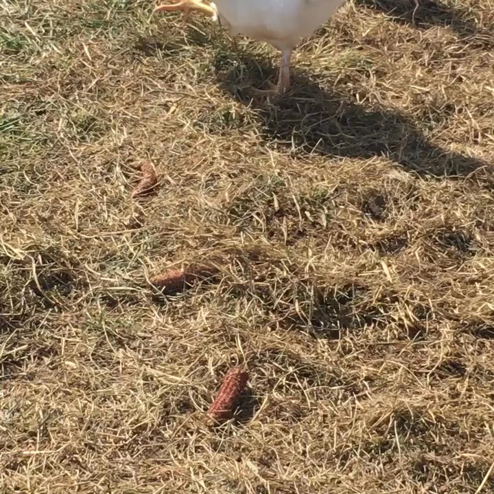 Shaw Farms - Rooster and the chickens - Pumpkin Patches Near Me - Milford, Ohio