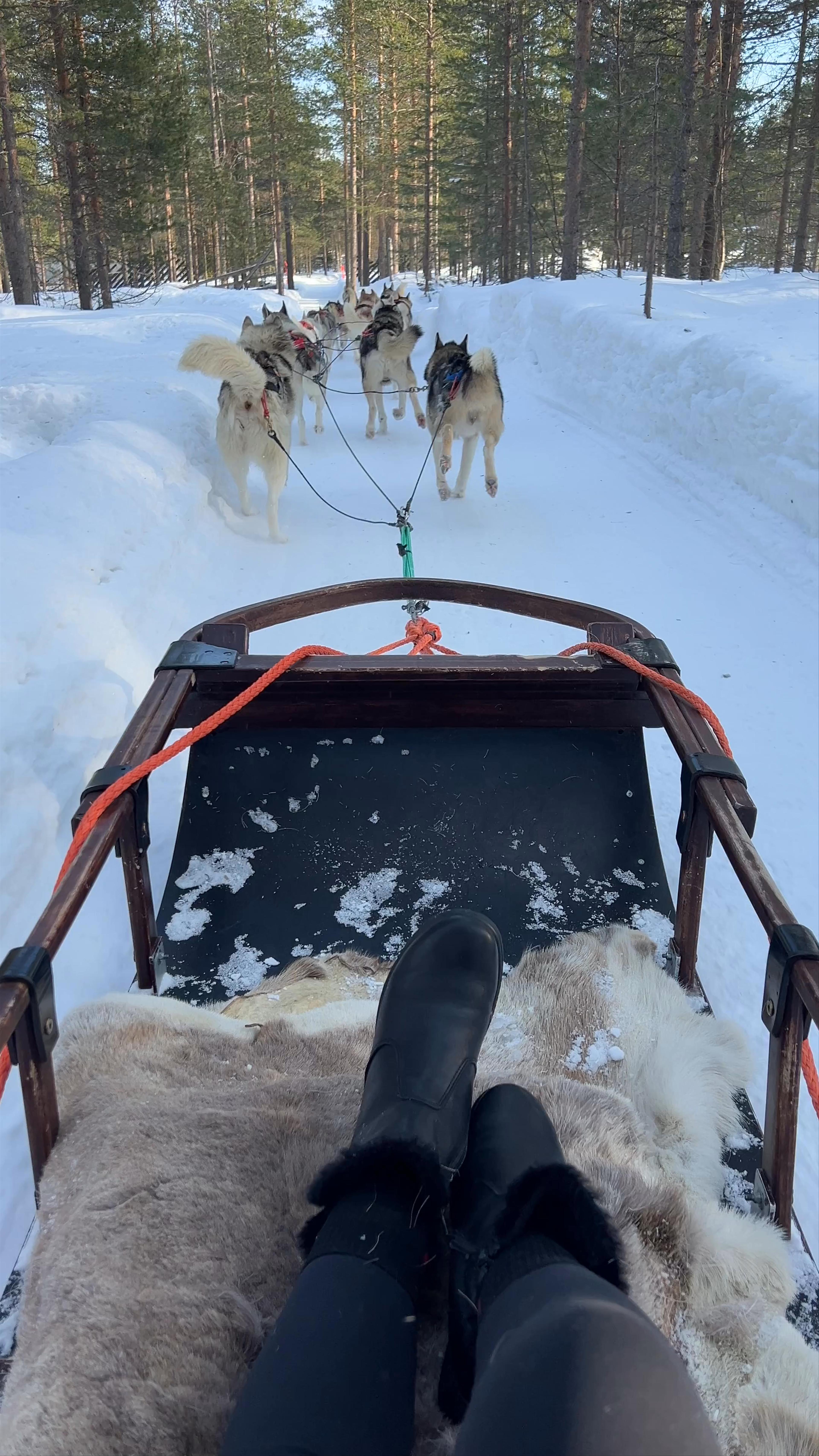 Santa's Husky Rides