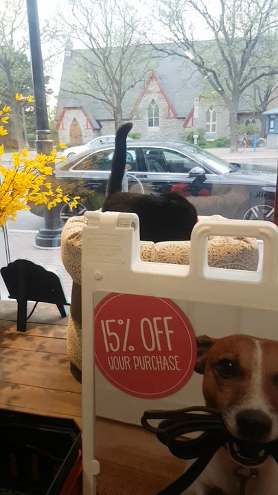 Masters 'n Dogs - Pet Stores Near Me - Ottawa, Ontario