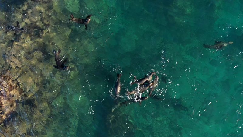 Sea Lions by Drone poster