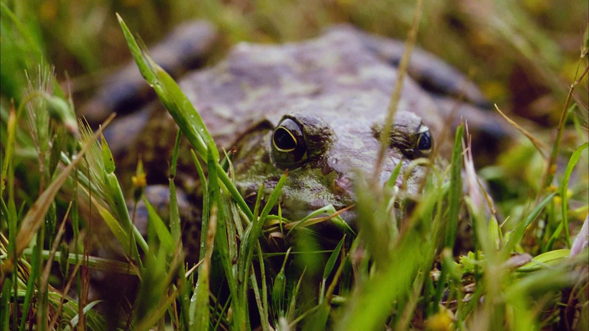 The sequence opens with credit titles over a bullfrog camouflaged in grass before transitioning to a wide shot of wind turbines rotating on a grassy hillside.