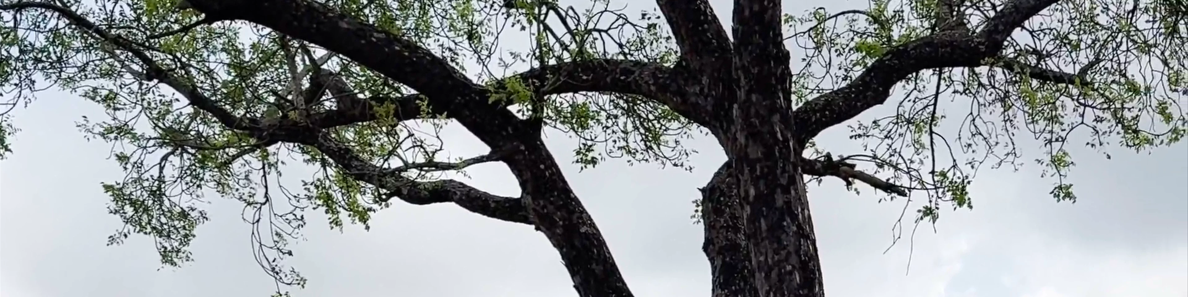 Kruger National Park