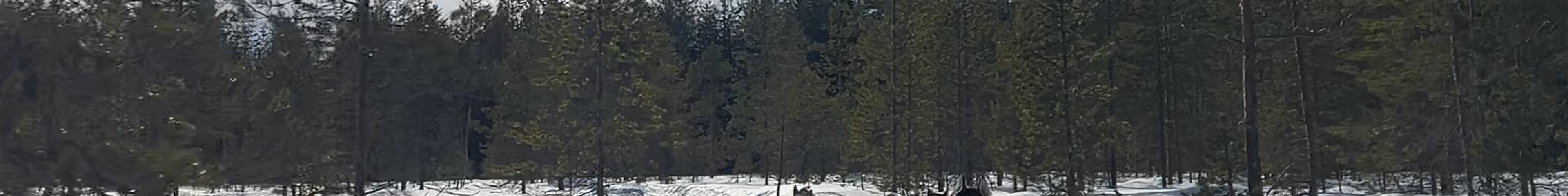 Tours & experiences in Lapland