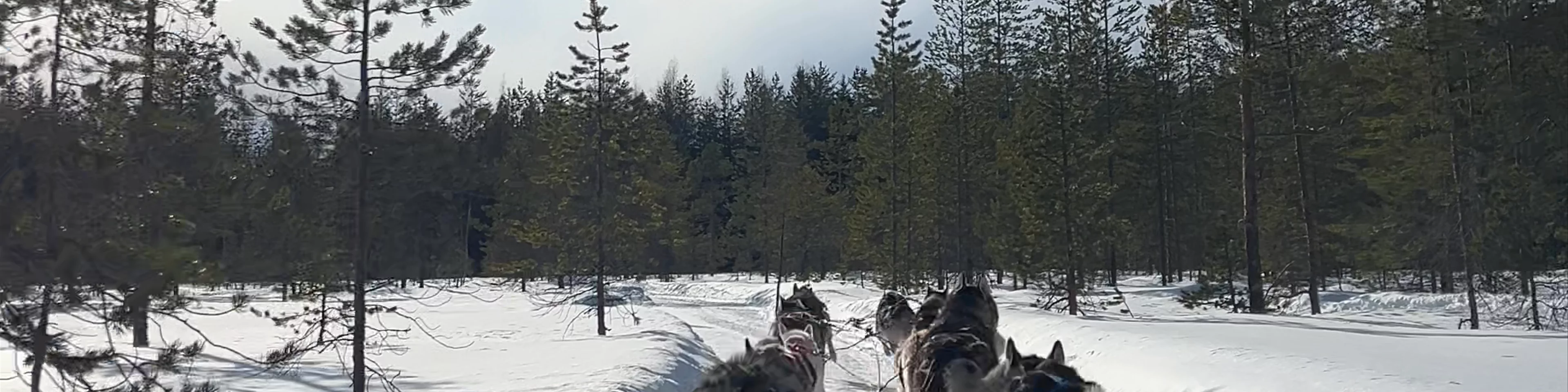 Santa's Husky Rides
