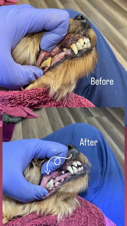 Lucy's Dog Bakery & Spa - The before and after of my dog's anesthesia free dental cleaning provided by the doggie dental that comes once a month.. $195 total - Pet Stores Near Me - Bradenton, Florida