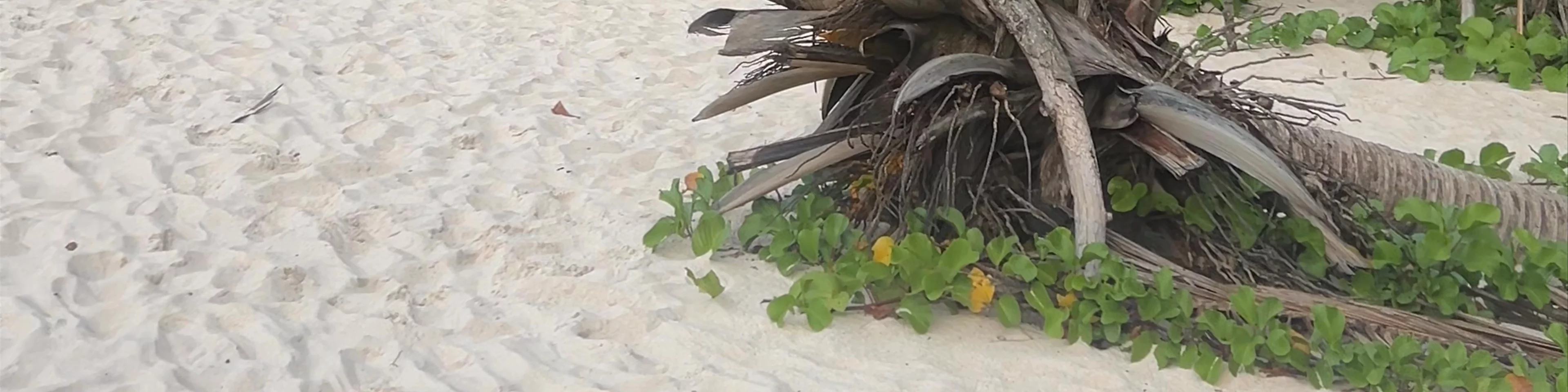 Anse Georgette