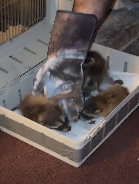 Storti’s Wildlife Control - Baby raccoons - Pest Control Near Me